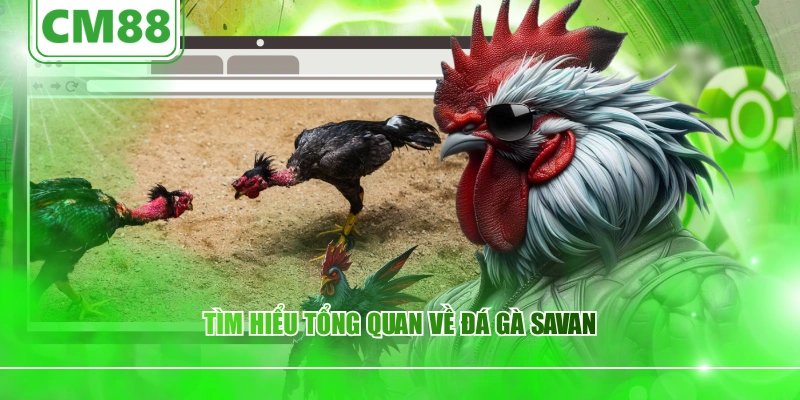 Tìm hiểu tổng quan về đá gà Savan